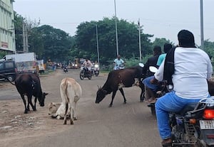  பரமக்குடியில் ரோட்டில் திரியும் கால்நடைகளால் பாதுகாப்பில்லை