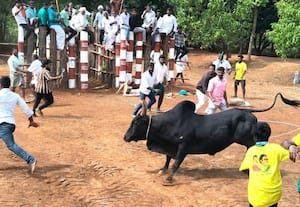  ஜல்லிக்கட்டு காளைக்கு பயிற்சி 