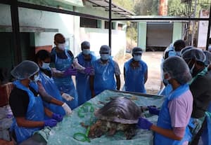  கடல் ஆமை பிரேத பரிசோதனை கால்நடை டாக்டர்களுக்கு பயிற்சி
