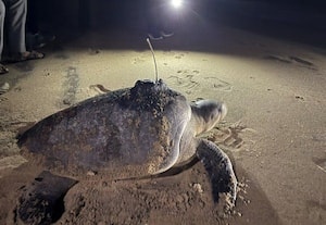  கடலாமை நடமாட்டத்தை கண்காணிக்க கருவி பொருத்தும் பணி துவக்கம்