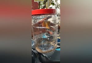  அரசு மருத்துவமனை அருகே பாம்பு பிடிப்பு