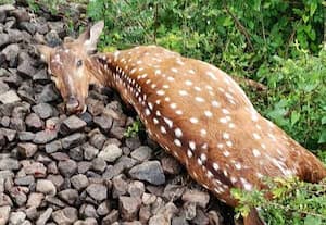 பெண் புள்ளிமான் பலி