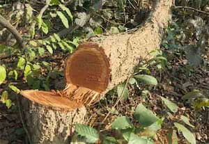 மரத்தை வெட்டினால் ரூ.1 லட்சம் அபராதம்;  சென்னை மாநகராட்சி