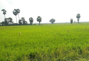  வயல்களில் எலிகளை பிடிக்க பறவை மேடை அமைப்பு