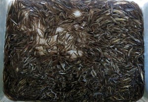  வரத்து குறைவால் அயிரை மீன் கிலோ ரூ.2200 ஆக உயர்வு