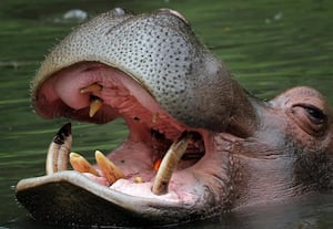  முடக்குவாதத்தால் பாதிப்பு; நீர்யானைக்கு 'பிசியோதெரபி'