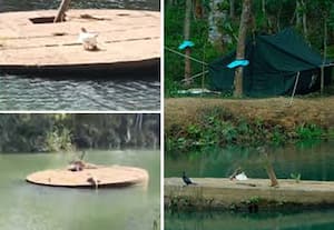 ஆற்றில் முதலையை பிடிக்க கோழியை கட்டி வைத்த வனத்துறை: 'நெட்டிசன்'கள் கிண்டல்