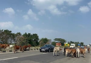 காஞ்சிபுரம்: புகார் பெட்டி; சாலையில் திரியும் மாடுகளால் விபத்து அபாயம்