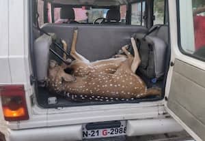  அச்சிறுபாக்கத்தில் வாகனம் மோதி இரண்டு புள்ளி மான்கள் பலி