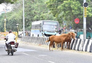  கால்நடைகளால் விபத்து அபாயம் 