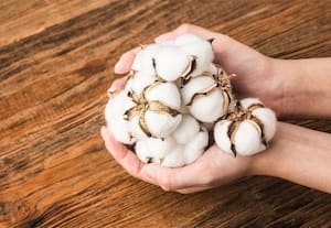  படிப்படியாக உயர்ந்தது பஞ்சு விலை ஒரு கேண்டி 56,000 ரூபாயை தொட்டது