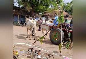  உச்சிநத்தத்தில் மாட்டு வண்டியில் பொங்கல் விழா கொண்டாட்டம்