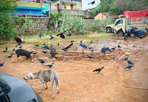  கணேசபுரம் சந்தையில் சுகாதாரக்கேடு