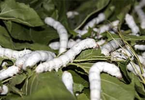 வெண்பட்டுக்கூடு விலை உயர்வால்  விவசாயிகள் ﻿ மகிழ்ச்சி  ! கூடுதல் மானியம், ஆலோசனை வழங்க வலியுறுத்தல்