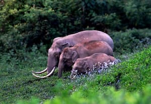  இணையை தேடிய படையப்பாவால் நிம்மதி