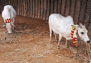  'தை மகளே வருக' திருவிழா