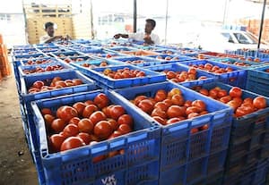  வெளிமாநில வரத்து அதிகரிப்பு தக்காளி விலை திடீர் சரிவு