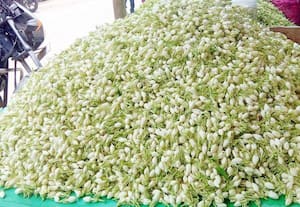  1 கிராம் தங்கத்திற்கு இணையாக 1 கிலோ மல்லிகைப்பூ விற்பனை