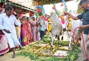  வேளாண் பல்கலையில் களைகட்டிய பட்டி பொங்கல்