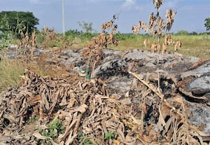  தீயில் கருகிய மரக்கன்றுகள் குப்பைகளால் வந்த ஆபத்து