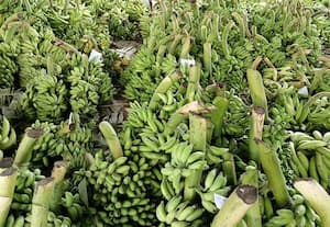  வாழைத்தார்கள் விலை உயர்வு விவசாயிகள் மகிழ்ச்சி