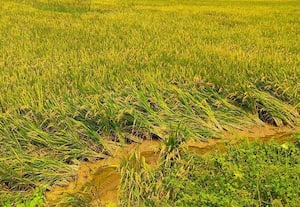 மழையால் மூழ்கிய நெற்பயிர்கள் கவலை...   அறுவடைக்காக நீரை வெளியேற்றும் விவசாயிகள்