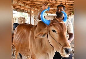  பட்டி பெருகணும்... பால் பானை பொங்கணும்