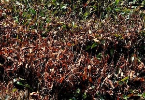 நீலகிரியில் பனியின் தாக்கம் அதிகரிப்பால் உற்பத்தி குறைந்தும் ﻿ வருவாய் அதிகரிப்பு! :  நடப்பாண்டின் இரண்டாம் ஏலத்தில் ரூ.40 கோடி வருவாய்