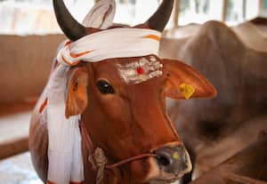  மாடுகளுக்கு அளவுக்கு அதிகமாக பொங்கல் கொடுக்கக் கூடாது! விவசாயிகளுக்கு மருத்துவர்கள் அறிவுறுத்தல்