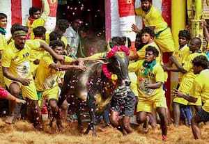 பாலமேடு முதல் சூரியூர் வரை அதிரவைத்த ஜல்லிக்கட்டு