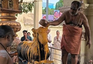  பாகூர் மூலநாதர் சுவாமி கோவிலில் மாட்டு பொங்கல் சிறப்பு வழிபாடு 