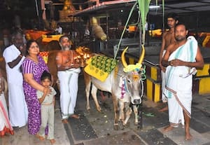  மொரட்டாண்டி கோவிலில் மாட்டு பொங்கல் சிறப்பு பூஜை