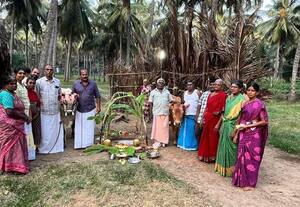  பட்டி பெருக... மாட்டு பொங்கல் வழிபாடு கிராமங்களில் உற்சாகம்