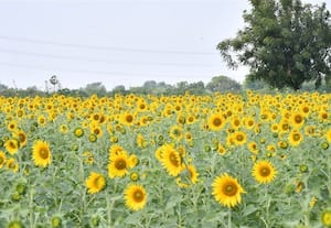  அறுவடையை நெருங்கும் சூரியகாந்தி பூக்கள் 