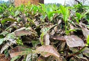  தேயிலையை தாக்கும் சிவப்பு சிலந்தி நோயால் பாதிப்; பு மகசூல் குறைந்து விவசாயிகளுக்கு நஷ்டம்