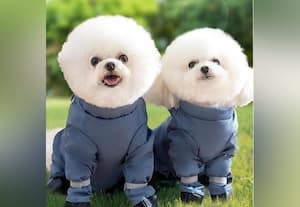  மீனுக்கும்... பூனைக்கும்...