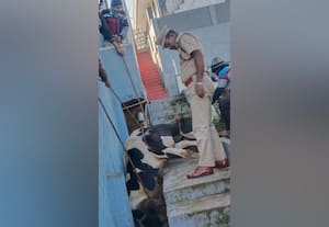  கால்வாயில்  சிக்கிய மாடு மீட்ட தீயணைப்பு துறையினர்