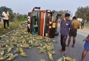  லாரி மோதிய விபத்தில் முதியவர் பலி; சாலையில் சிதறிய 1 டன் அன்னாசி பழங்கள்