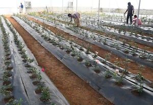  ஊட்டி பூங்காவில் வண்ண ரோஜா ஆண்டு முழுதும் பார்த்து ரசிக்கலாம்