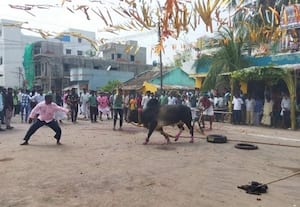  மஞ்சு விரட்டு நிகழ்ச்சி