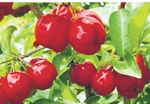  வெளிநாட்டு பழங்கள் பயிரிட்டு விவசாயிகள் சாதனை