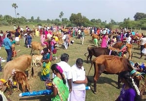  உக்கம்பெரும்பாக்கத்தில் உலக நன்மைக்காக 108 கோபூஜை