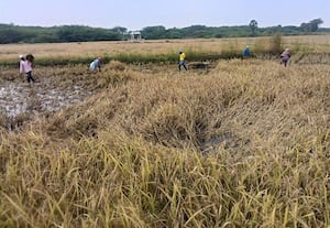  காவனக்கோட்டை பகுதியில் விளைந்த நெற்பயிர்கள் மழைநீரில் மூழ்கி சேதம்