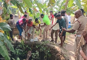  கிணற்றில் விழுந்த காட்டுப் பன்றி பலி