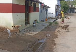  திருப்புலிவனத்தில் தெரு நாய் தொல்லை