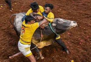  'அடங்கா'நல்லுாராக மாறிய அலங்காநல்லுார்