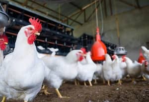  கறிக்கோழி விற்பனை 50 சதவீதம் வீழ்ச்சி