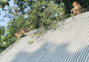  குரங்குகள் அட்டகாசம்: மக்கள் அவதி