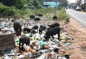  பன்றிகள் சுற்றி திரிவதால்  நோய் பரவும் அபாயம் 