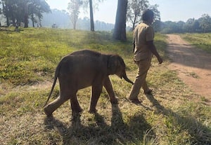  குட்டி யானை ஆரோக்கியமாக இருக்கு! வனத்துறை அதிகாரிகள் தகவல்
